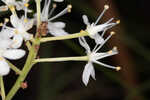 Coastal false asphodel